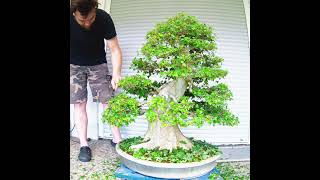 My giant Acer Buergerianum Bonsai