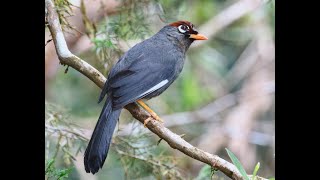 栗頭噪鶥 Spectacled Laughingthrush