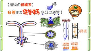 生物３章９話「植物組織の分類」ｂｙWEB玉塾