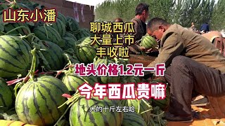 西瓜地头收购价格1元左右贵吗 聊城西瓜大量上市价格真便宜。