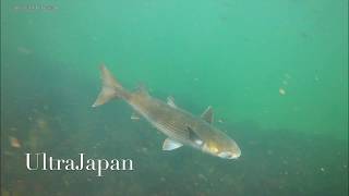 Last Dive of the Summer Vacation: Freediving in Japan