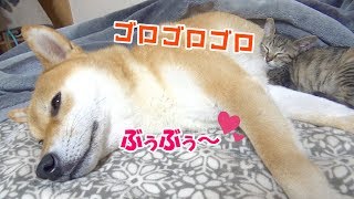 柴犬にくっついて気持ち良さそうに寝る子猫---A cute kitten sleeps on the side of Shiba Inu---