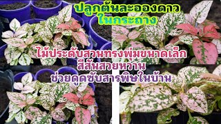 ปลูกต้นละอองดาว(ไฮโพเอสเทสHypoestes)ปลูกในกระถาง ไม้ประดับสีสันสวยหวานช่วยดูดซับสารพิบในบ้าน