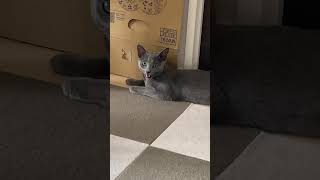 ハッスルしすぎて息切れする子猫 #shorts #cat #RussianBlue #猫 #ロシアンブルー