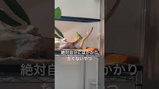 #イグアナ好きさんと繋がりたい#イグアナがいる生活#爬虫類好きの人と繋がりたい #爬虫類のいる生活#iguana#reptile #reptilelover#reptilelife