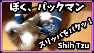 #shorts 子犬のシーズー、スリッパ遊び　Puppy Shih Tzu plays with slippers【Vlog】【Shih Tzu】