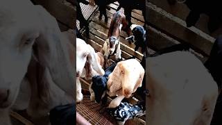 🥰cute🦙 goats baby🐐|| like subscribe🙏🙏|| #shorts #viral #goats #goat