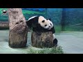 20210328 圓寶小甜心幫媽馬殺雞，寶師傅手法多變媽咪滿意 the giant panda yuan bao and yuan yuan