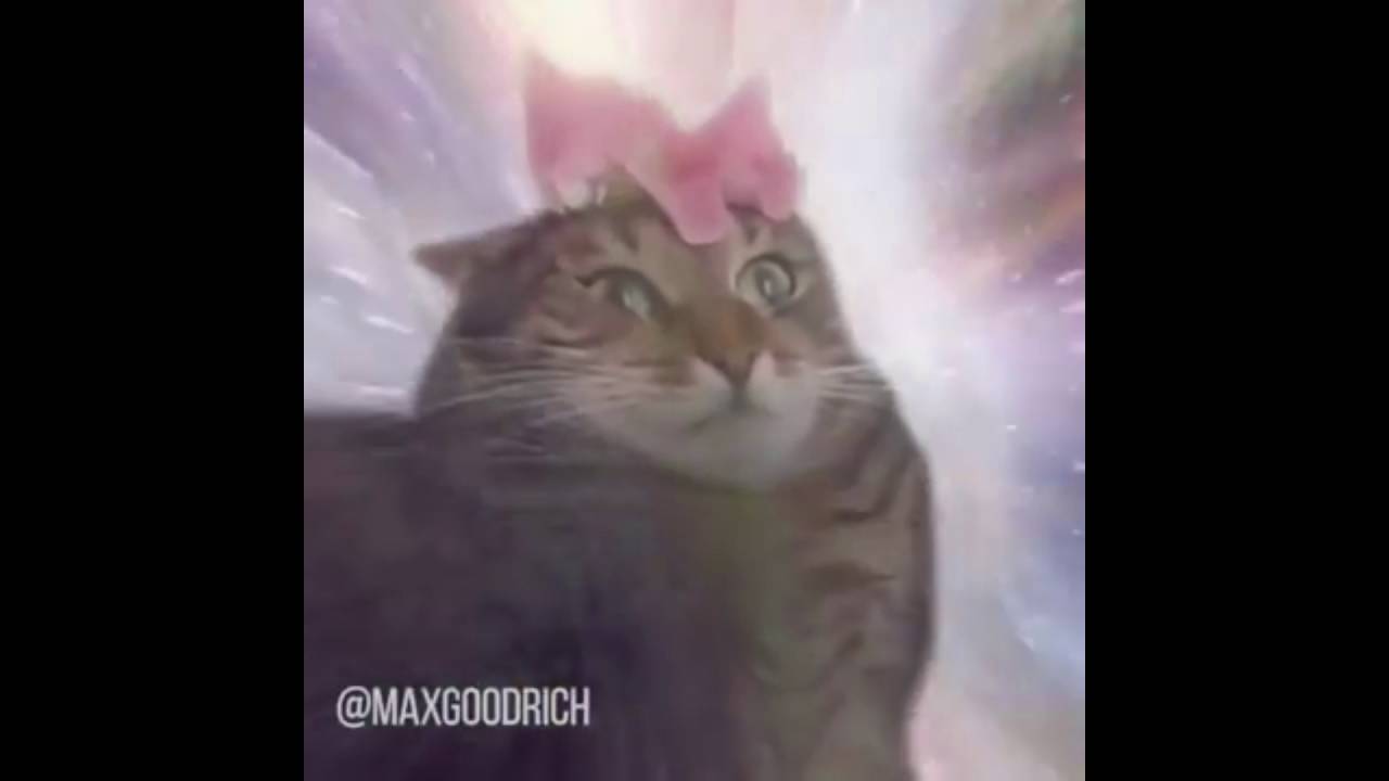 Cat Transcendence/Best And New Extended Edition! - YouTube