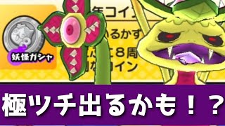 最強人権・極ツチノコが出るかもしれないコインがゲットできるってマジ！？「妖怪ウォッチぷにぷに、ぷにぷに」(8周年イベント)