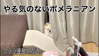 【爆笑】今日はどうしても気分が乗らないポメラニアン笑