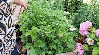 Coriander - harvest and storage//கொத்தமல்லி - அறுவடை மற்றும் சேமிப்பு