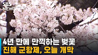 4년 만에 만끽하는 벚꽃…진해 군항제, 오늘 개막 / SBS