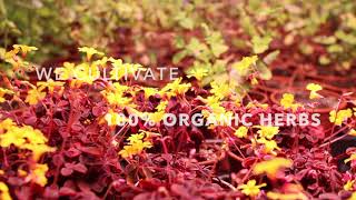 Kaya Herbs - Company Introduction Video