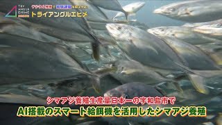 ②「宇和島・ＡＩシマアジ養殖篇」愛媛県ＤＸ広報番組　デジタル技術で地域課題を解決せよ！トライアングルエヒメ