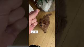 Toy poodle learning tricks!  #toypoodle #puppytraining #barboncino