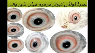 Golden kabootar|Pigeons|Golden pigeon|Pure Golden Kamagar Pigeons| استار میاں نذیر والے گولڈن کبوتر|