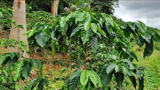 🌳☕Cuidando da Lavoura de Café e Mostrando a Lagoa Cheia no Sítio Bela Vista!🌧️🤠