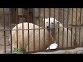 「どいて。」リラの一言　２歳８ヶ月授乳のあとで・・　polar bears