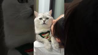 当我俩分开一分钟后再见面时 #我的大脸猫  #猫猫就是小宝宝啊  #这小猫谁养谁不迷糊啊#宠物日常记录