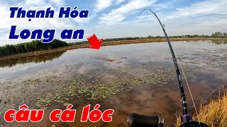 Câu Lure Cá Lóc ✅ Thử Một Ngày Câu Cá Lóc Mồi Nhái Thật Ở Thạnh Hoá Long An | Tâm Râu Vlog #363