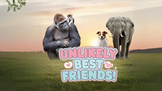 Top 7 Most Unusual Animal Friendships