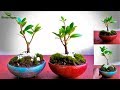 How to Start Bonsai from Nursery Plant | Creating Bonsai from Nursery Stock//GREEN PLANTS