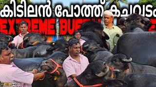 ✨കിടിലൻ പോത്ത്കച്ചവടം🐃EXTREME BUFFALO TRADE ചട്ടിപ്പറമ്പ ചന്തയിൽ Chattipparamba Chanda new | Buffalo