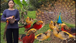 Young Woman Starts a Rare Bird Farm – Your journey to wealth begins here | HTX Tan Dat Farm. #farmer