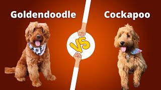 Goldendoodle vs. Cockapoo: Breed Differences and Similarities
