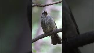 말벌도 먹는 직박구리ㅣBrown-eared Bulbul ㅣKorean Birds #shorts