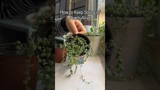 How to Keep String of Pearls Alive #shorts #plants #propagation #houseplants #pl