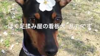 足利 足揉み屋 ラ・サンテ 看板犬乱丸