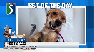 Pet of the Day: Meet Sage