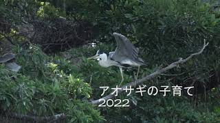 アオサギの子育て Grey heron