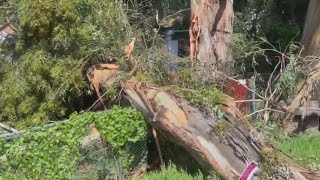 Video: Tree falls on Redwood City home during interview with neighbor