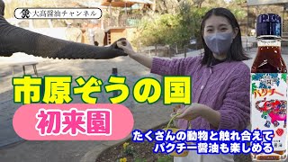 【市原ぞうの国】ゾウさんに囲まれて幸せな気持ちになった日【国内最多】