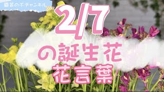 2/7の誕生花と花言葉【園芸のぶチャンネル】【２月】【７日】【ガーデニング】【雑学】【トリビア】【リナリア】