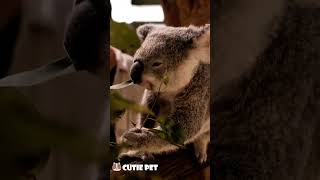 Cute koala video #shorts #shortvideo #viral