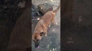 ឆ្កែឆ្លាតណាស់ The dog is very smart.