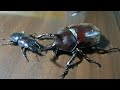 鍬形蟲大戰獨角仙 stag beetles vs rhinoceros beetles