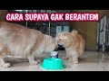 BARU ADOPSI KUCING ||CARA MENGENALKAN KUCING BARU KE KUCING LAMA