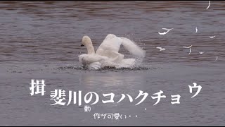 揖斐川のコハクチョウ 　part2　動作がｶﾜ(・∀・)ｲｲ!!