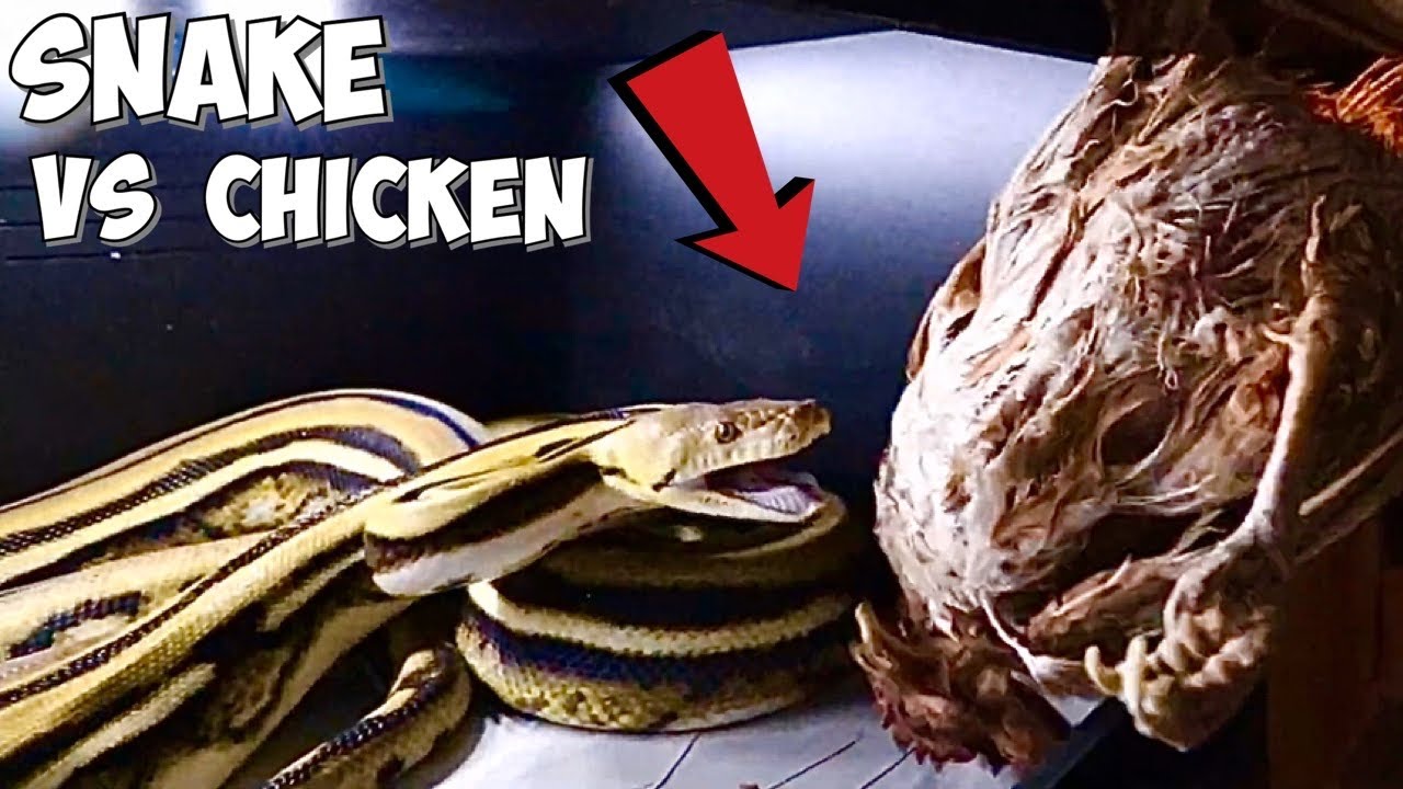 Giant Python Eats Chicken Youtube