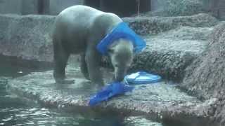 ボロボロにしたおもちゃで遊ぶポロロ（20150112 とくしま動物園）