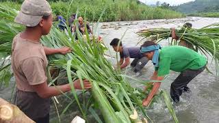 How to group fishing | Nagaland | Yongkhoi akamlem.