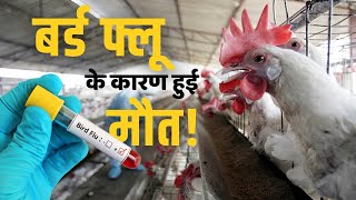 Bird Flu HN51: बर्ड फ्लू के कारण इस देश में हुई मौत, जानें क्या हैं इसके लक्षण