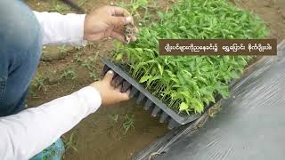 How to grow Hot Pepper - ငရုတ်