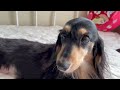 怒る犬の鳴き声【チワックス ミニチュアダックスフンド】