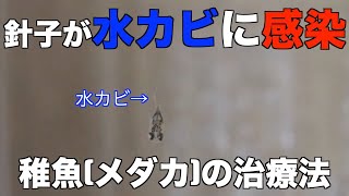 【水カビから針子を守れ！】メダカの稚魚が水カビに感染したのでメチレンブルーで治療しました！